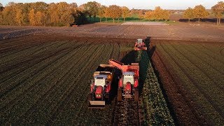 Bieten rooien met Massey Ferguson [upl. by Cristian39]