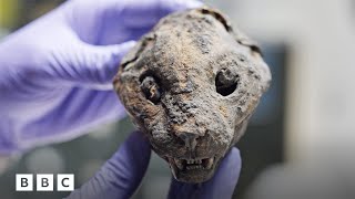 How 180000 mummified cats ended up in England  BBC Global [upl. by Gert890]