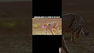 viralvideo cheetah animals  lion leopard anime animeedit rrfunnyvlog123 trandingshorts [upl. by Harberd69]