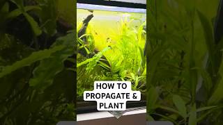 How to properly propagate freshwater aquarium plants TUTORIAL shorts [upl. by Nyledaj]