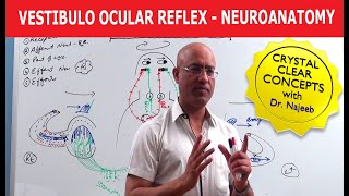 Vestibulo Ocular Reflex  Neuroanatomy [upl. by Raamaj354]