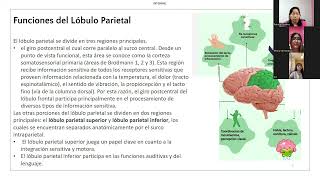 LOS LÓBULOS DEL CEREBRO [upl. by Stelu]