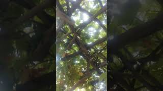 Grapes 🍇Nikkivlogs77 shortsvideo hometown fruits trending viral love nature hunzadiaries [upl. by Otter]