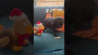 It’s almost thanksgiving pugs Sven holidays shorts funny [upl. by Ytoc]