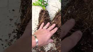 How to divide Cat Palm  Chamaedorea Cataracterum [upl. by Anirol]