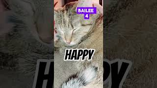 Kitties by Sixfold comp 1 cat cats catsoftiktok crazycat cute foryou funnycats [upl. by Enitsuga]