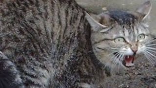 cat hissing sounds 2004  Angry cat sounds  catsworldshabeenkhan [upl. by Darin]