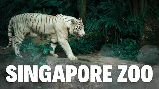 Singapore Zoo Mandai Wildlife Reserve [upl. by Heinrick238]