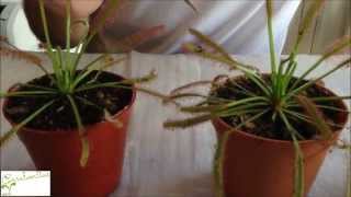 Carnivorous plant Drosera sundew basic care  How to grow Sundew [upl. by Nirrak]