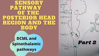 Sensory Pathways part 2 DCML amp Spinothalamic pathways [upl. by Anide]