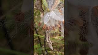 Milkweed seeds ready to leave the seedpod tatamoc15secondsinnature tatamocmilkweedvillage nature [upl. by Gwenore]