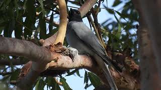 Blackfaced Cuckooshrike Hervey Bay Qld [upl. by Larianna646]