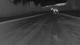 Night Driving  Moose [upl. by Garretson]