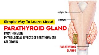 Parathyroid Gland  Parathormone  Physiological Effects of Parathormone  Calcitonin [upl. by Teerpnam681]