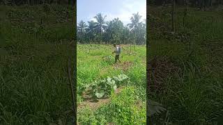 Kalabasa farming nature farming [upl. by Dnama]