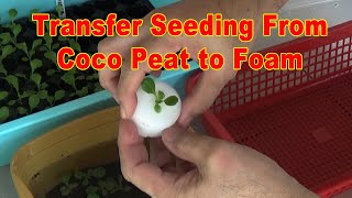 How to Transfer Seeding from Coco Peat to Foam  Hydroponics Lettuce [upl. by Yaja856]