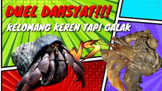 DUEL DAHSYAT❗KELOMANG KEREN TAPI GALAK [upl. by Rysler]