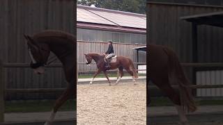 Some dressage with my 4yo Youngster 😍 music newmusic love reitvideo horse equestrian [upl. by Galliett]