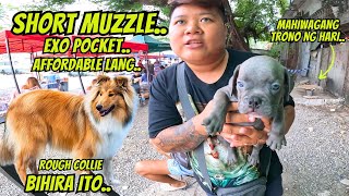 CUTE NA ASTIG PA ANG BULLY PUPS NA ITO AFFORDABLE PA [upl. by Drahnreb]