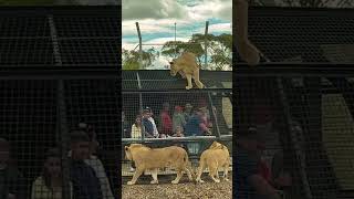 Monarto Safari Park Lions Adelaide SA Viral video ytshortsindia youtubeshorts [upl. by Demb904]