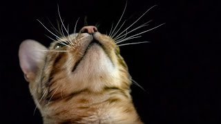 How Do Cats Use Their Whiskers SlowMotion  Cats Uncovered  BBC Earth [upl. by Eissim]