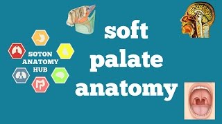 Soft palate anatomy [upl. by Nedap]