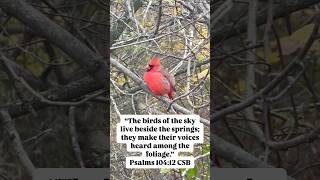 Psalm 10412  Bible Verse [upl. by Akimrej726]