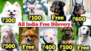 Free Dogs  Cheapest dog market in India  2024 free dog delivery all india Pitbull beagle labrador [upl. by Artemed]