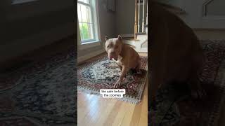 that stance can only mean one thing 😂 funny zoomies dogs dogsoftiktok xlbully bullybreed fyp [upl. by Adamik]