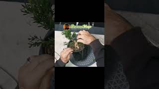 Wiring and shaping a Buxus Bonsai Available in the Buxus Bonsai Tree Kit bonsaistyling [upl. by Gurias52]