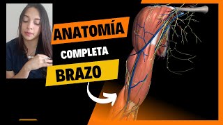 Anatomía de BRAZO [upl. by Jalbert]