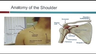 Whats New In Shoulder Surgery [upl. by Anicart]