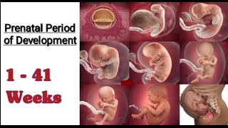 Period of Prenatal Development I Stages of Prenatal Period [upl. by Magnuson987]