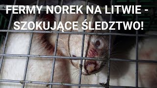 Fermy norek na Litwie  zobacz szokujące wyniki śledztwa [upl. by Leuqram]