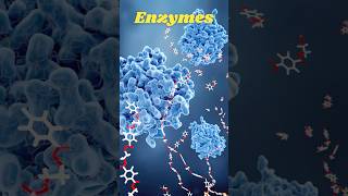 How Enzymes Speed Up Reactions  Quick Science Facts [upl. by Ajiram]