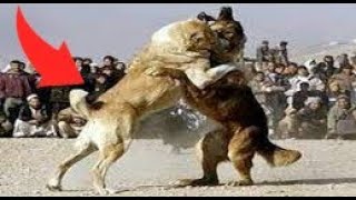 Mastin tibetano capas de Derrotar aun Poderoso Kangal Mastin vs kangal [upl. by Lisette]