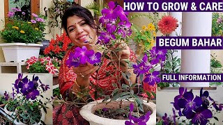 Begum BaharTibouchina Plant Care  Full Care of Begum Bahar Plant begumbahar permanent plants [upl. by Mair]