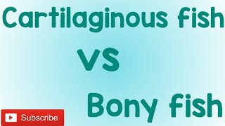 Cartilagenous fish vs Bony fish Chondrichthyes amp Osteichthyes [upl. by Arlyne878]