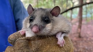 BBC Autumnwatch feature on Ealing’s Edible Dormice with Dr Sean McCormack [upl. by Theta729]