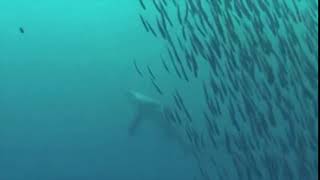 Thresher shark hunting moment [upl. by Ferne]