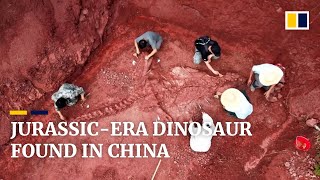 180millionyearold nearly intact dinosaur fossil unearthed in China [upl. by Rouvin554]