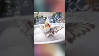 Cockatiel’s Bubble Bath Bonanza  A Splash of Fun [upl. by Aicilaanna225]