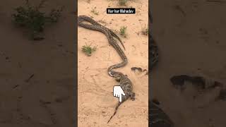 Snake vs the alligator 🤯👹 snake cobra [upl. by Kloman]