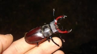 Lucanus cervus cervus  Stag Beetle  Hirschkäfer [upl. by Floridia254]