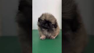 🐶🥰💋🐾Pekingese Puppy🐾💋🥰🐶…………………………………………………………………… pekingese youtube fypシ゚viral fypage [upl. by Derrik]