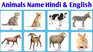 20 Animals Name  English amp Hindi  Simple Sentences  Vandana Gyan [upl. by Ilowell561]