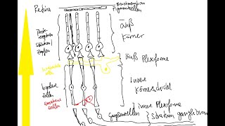 Physiologie Auge 3 – Verschaltung innerhalb der Retina Dunkeladaptation [upl. by Burrill]