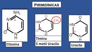 Todo lo que necesitan aprender sobre los nucleótidos [upl. by Sibley]