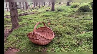 Finding Wild Golden Chanterelles in the Forests of Sweden [upl. by Lindly304]