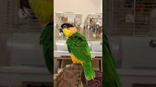 Izzy the Caique doing the quotCaique Dancequot bobbing up and down shorts [upl. by Doralyn]